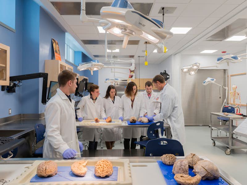 Students are shown the anatomy of a brain in a lab