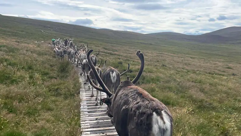 Reindeer walk down a wooden boardwalk on a grassy hill