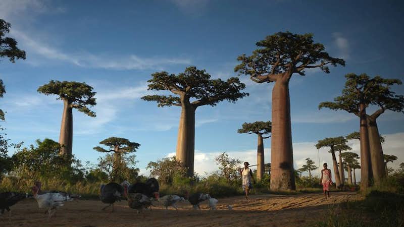 miray community development